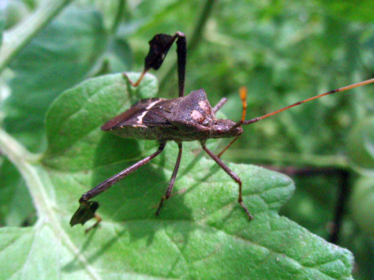 Bug , 6 Leaf Footed Bug Controls : Control Measures Leaf Footed Bugs