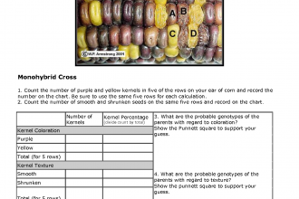 Corn Genetics and Chi Square Analysis in Cell