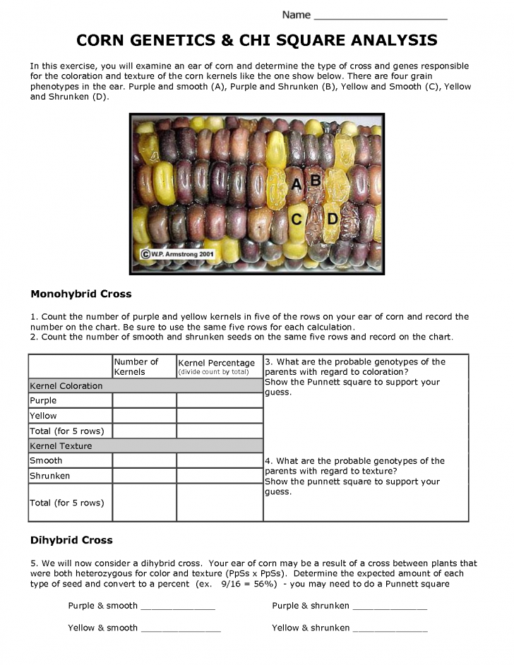 Genetics , 7 Chi Square Analysis Genetics : Corn Genetics And Chi Square Analysis