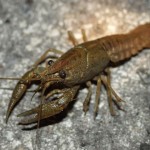 Crayfish photo , 6 Crayfish Images In Decapoda Category