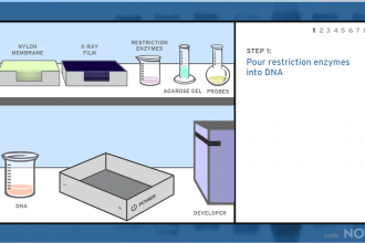 Create A DNA Fingerprint , 5 Dna Fingerprinting Nova In Genetics Category