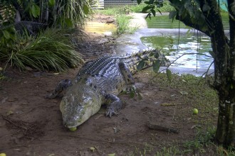 Crocodylus porosus in Scientific data
