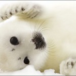 Cute Harp Seal , 6 Harp Seal Facts For Kids In Mammalia Category