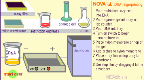 Genetics , 5 Dna Fingerprinting Nova : DNA Fingerprinting