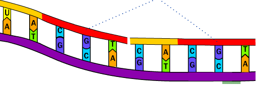 DNA Replication quiz in Cell