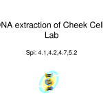 DNA extraction of Cheek Cells Lab , 6 Why Is Dna Extraction Important In Genetics Category