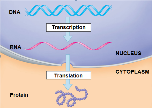 Genetics , 6 Transcription Translation Test : DNA Splits