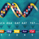 DNA to codon , 6 Learn Genetics Transcription In Genetics Category