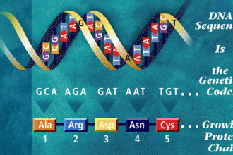 DNA To Codon , 6 Learn Genetics Transcription In Genetics Category