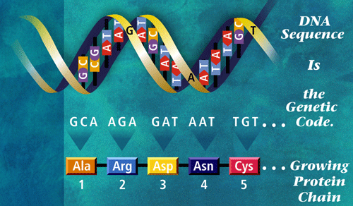 Genetics , 6 Learn Genetics Transcription : DNA To Codon
