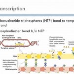 DNA transcription , 6 Learn Genetics Transcription In Genetics Category