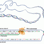 DNA transcription , 6 Learn Genetics Transcription In Genetics Category