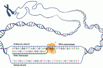 DNA Transcription , 6 Learn Genetics Transcription In Genetics Category
