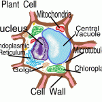 Diagram of a cell for kids , 5 Plant Cell Activities For Kids In Cell Category
