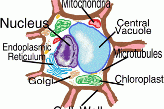 Diagram of a cell for kids in Dog