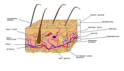 Organ , 5 Structure Of Skin For Kids : Diagram Of Human Skin