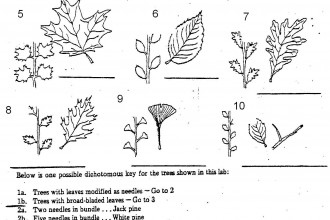 Dichotomous Keys Activity , 7 Leaf Tree Id Key Review In Plants Category