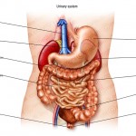 Digestive System Labels , 7 Label The Parts Of The Digestive System In Organ Category