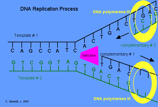 Dna Replication Process For Dummies 2
