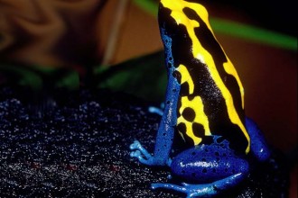 Dyeing Poison Dart Frog , 6 Poisonous Dart Frog In Amphibia Category