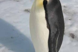 Emperor Penguin Facts , 6 Emperor Penguins Facts In Birds Category