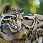 Endangered Clouded Leopard , 7 Clouded Leopard Facts In Mammalia Category