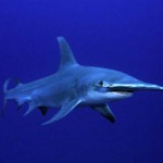 Endangered Great hammerhead sharks , 6 Facts About Hammerhead Sharks In pisces Category