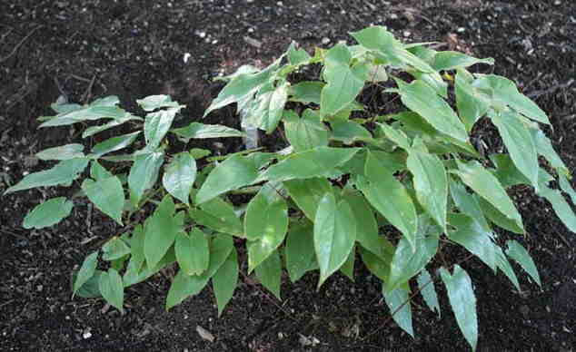 Plants , 6 Epimedium Herb : Epimedium Herb Flowers