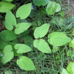 Epimedium grandiflorum leaf , 6 Epimedium Leaf Photos In Plants Category