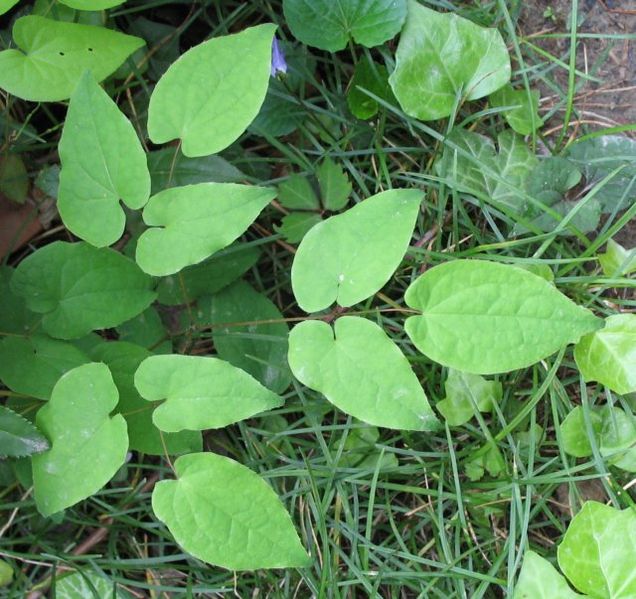 Epimedium grandiflorum leaf