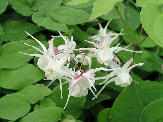 Plants , 6 Epimedium Herb : Epimedium Grandiflorum