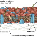 Eukaryotic Cells , 6 Pictures Of Cellular Membrane In Cell Category
