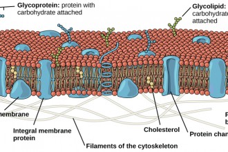 Eukaryotic Cells in Skeleton
