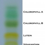 Example o fpigment separation , 6 Plant Pigment Chromatography In Plants Category