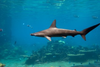 Extreme Shark Facts , 6 Hammerhead Sharks Facts In pisces Category
