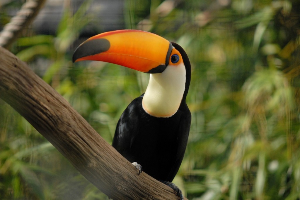 Facts about Toucans