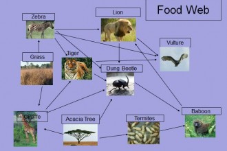 FoodWeb , 6 African Savanna Food Webs In Ecosystem Category