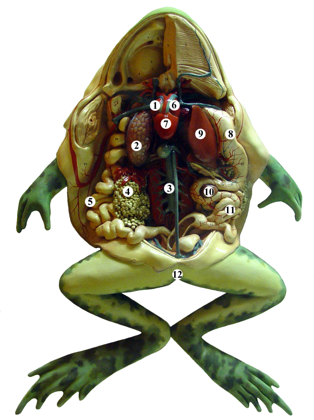 Anatomy Of The Frog