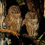 Fun Facts about Owls , 6 Owl Interesting Facts In Birds Category