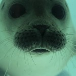 Fun Harp Seal Facts , 5 Harp Seal Facts In Mammalia Category
