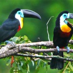 Fun Interesting Facts For Kids , 6 Toucan Facts For Kids In Birds Category