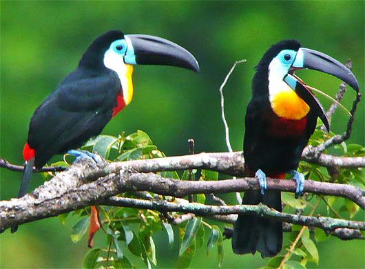 Birds , 6 Toucan Facts For Kids : Fun Interesting Facts For Kids