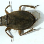 Giant Water Bugs , 6 Water Bug Beetle In Bug Category