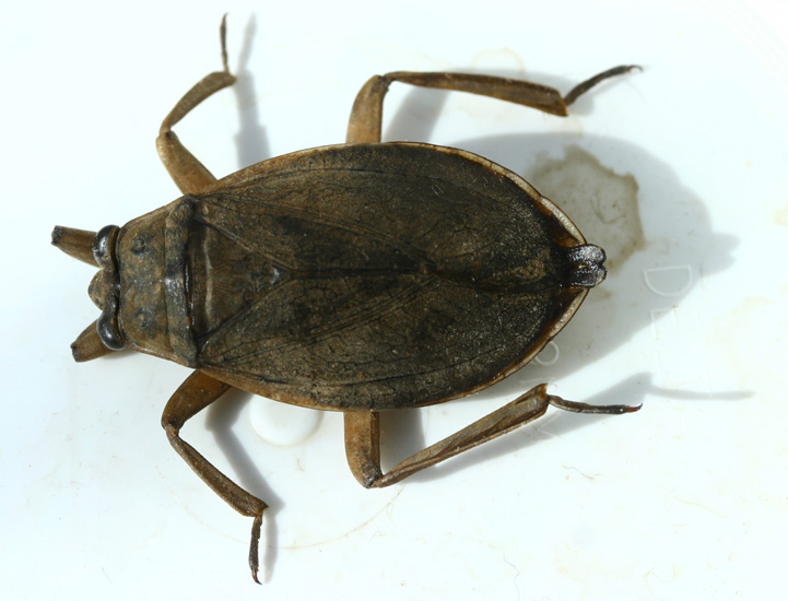 Bug , 6 Water Bug Beetle : Giant Water Bugs