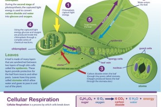 Glencoe Virtual Lab Cell Respiration , 6 Virtual Cell Lab In Cell Category
