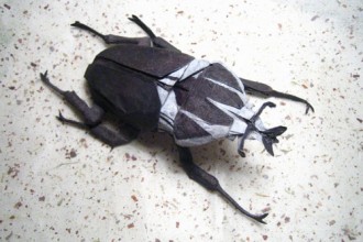 Goliath Beetle in Butterfly
