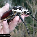 Goliath Beetle picture , 6 Goliath Beetle Facts In Beetles Category