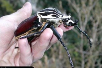 Goliath Beetle picture in Plants