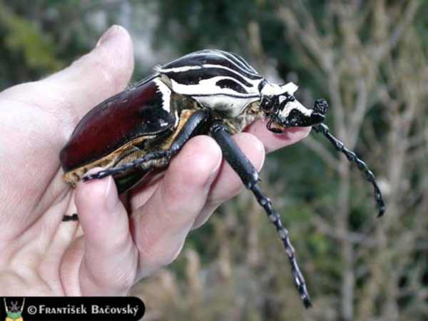 Beetles , 6 Goliath Beetle Facts : Goliath Beetle Picture