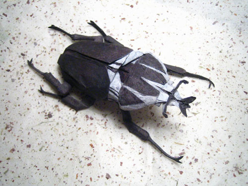 Beetles , 6 Goliath Beetle Facts : Goliath Beetle